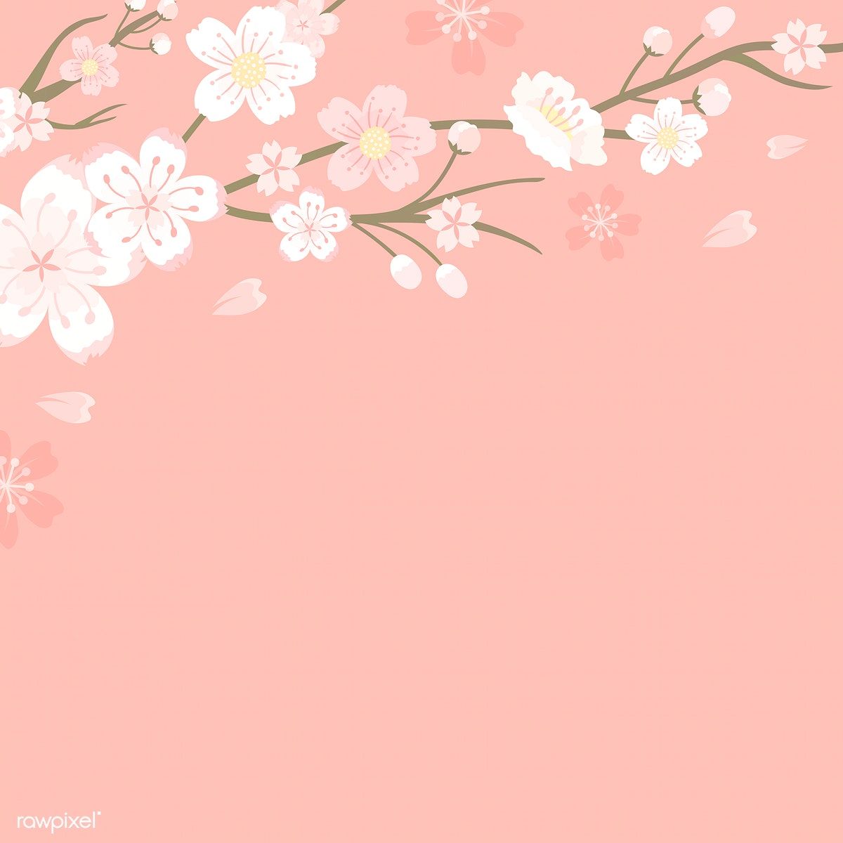 59+ Pink Background Cherry Blossom