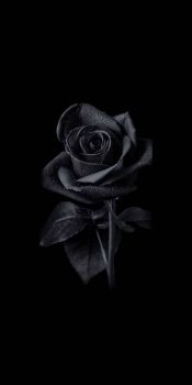 31+ Black Wallpaper Hd Rose