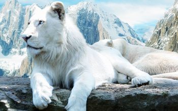 71+ Background White Lion
