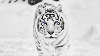 66+ Background White Tiger