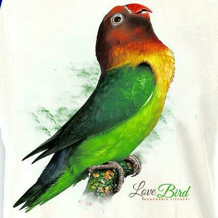 107+   Wallpaper Burung Lovebird 3d