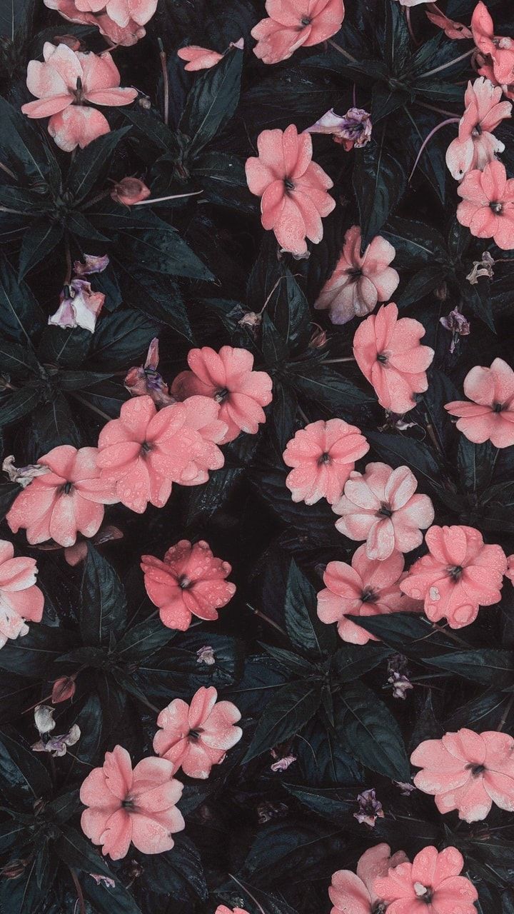 44+ Iphone Wallpaper Bunga