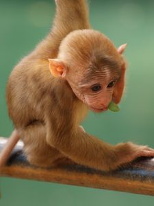 Monkey Wallpaper 3d Hd For Android 240×320