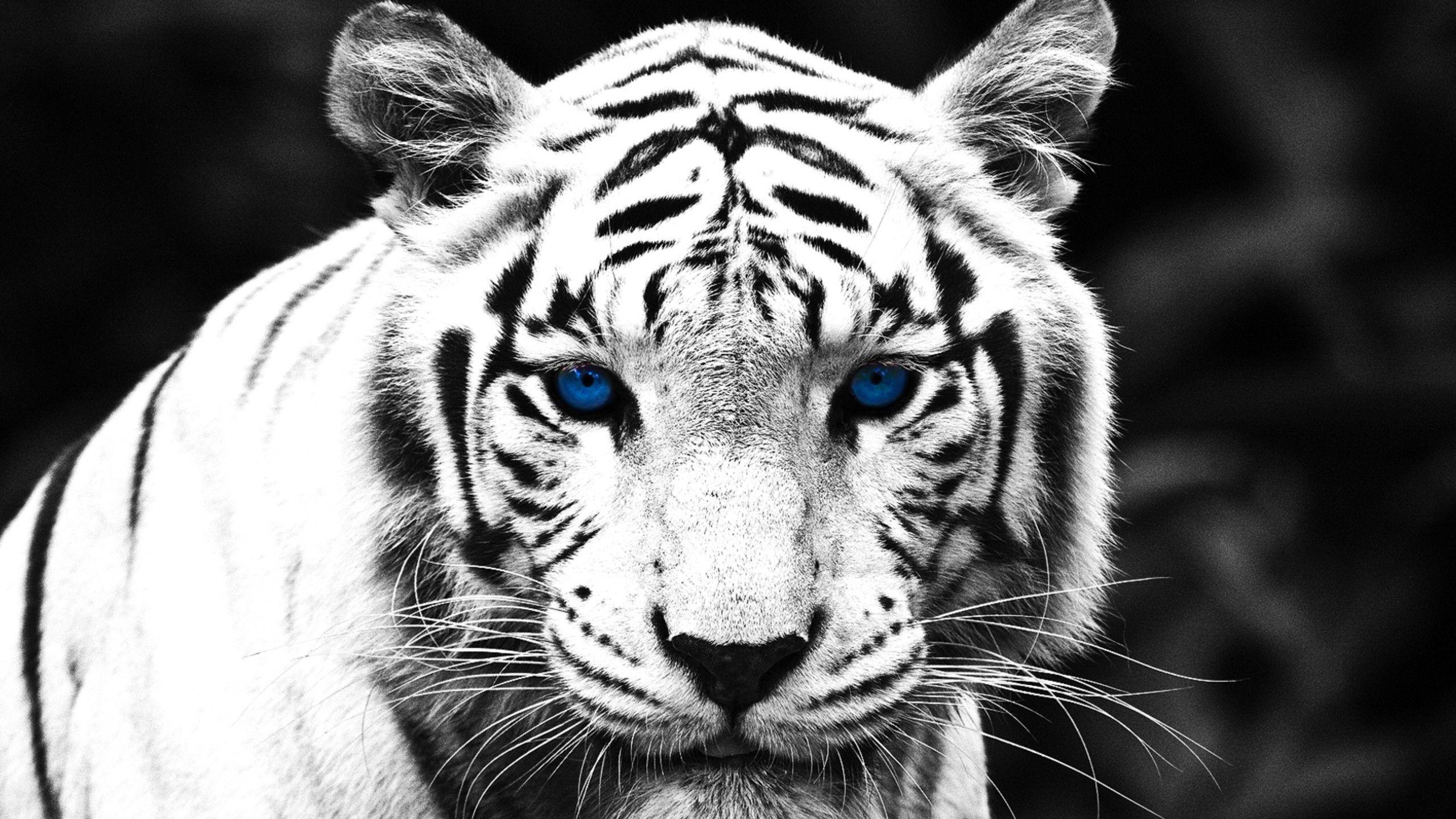 White Tiger With Blue Eyes Wallpaper 3d